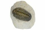 Austerops Trilobite - Nice Eye Facets #181410-1